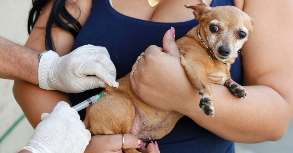 Por Quanto Tempo Posso Atrasar A Vacina Do Cachorro