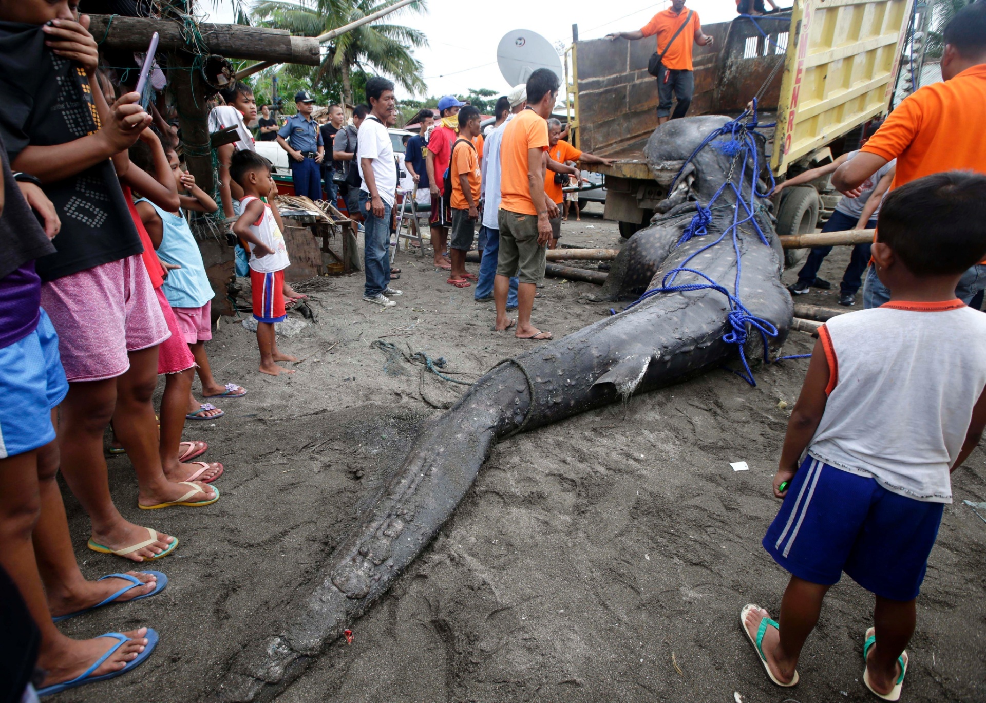 Fotos Tubarão baleia de 300kg aparece morto nas Filipinas 05 09 2013