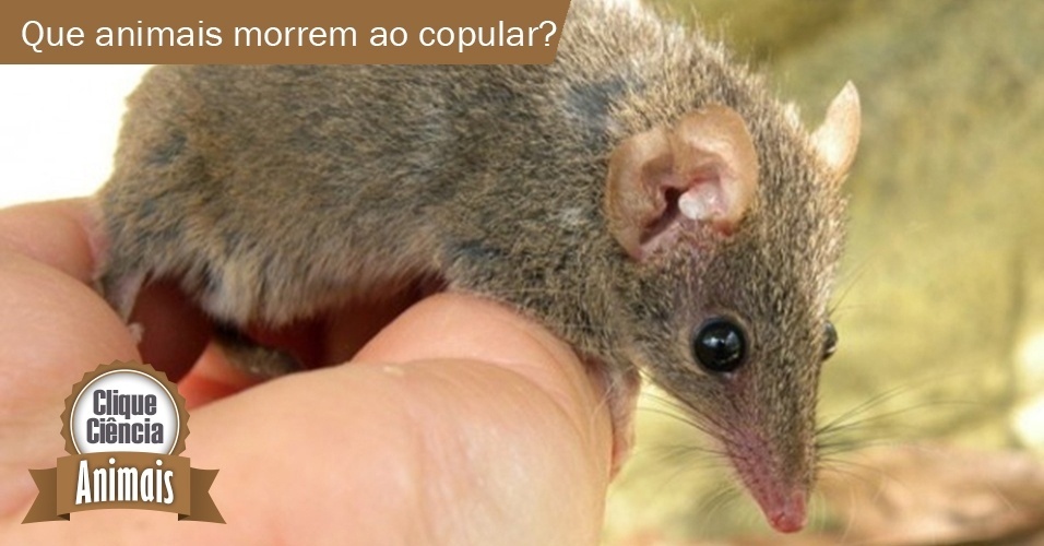 Clique Ciência: qual é o animal com a língua mais comprida? - 15/03 ...