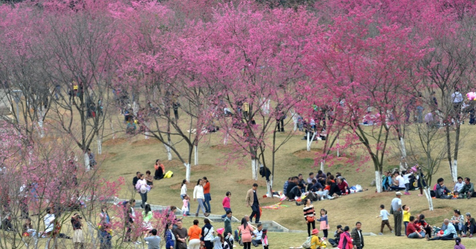 Resultado de imagem para cerejeira em Kunming