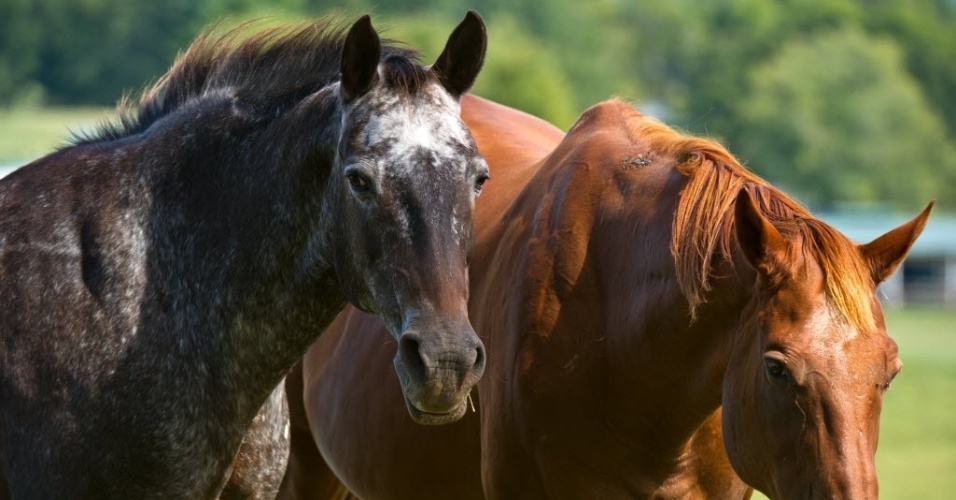 Montar Cavalos na Terceira Idade – Realidade ou Ficção? - Assessoria Animal