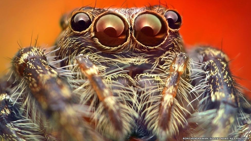 Teia invisível dá impressão de chuva de aranhas comum no cerrado