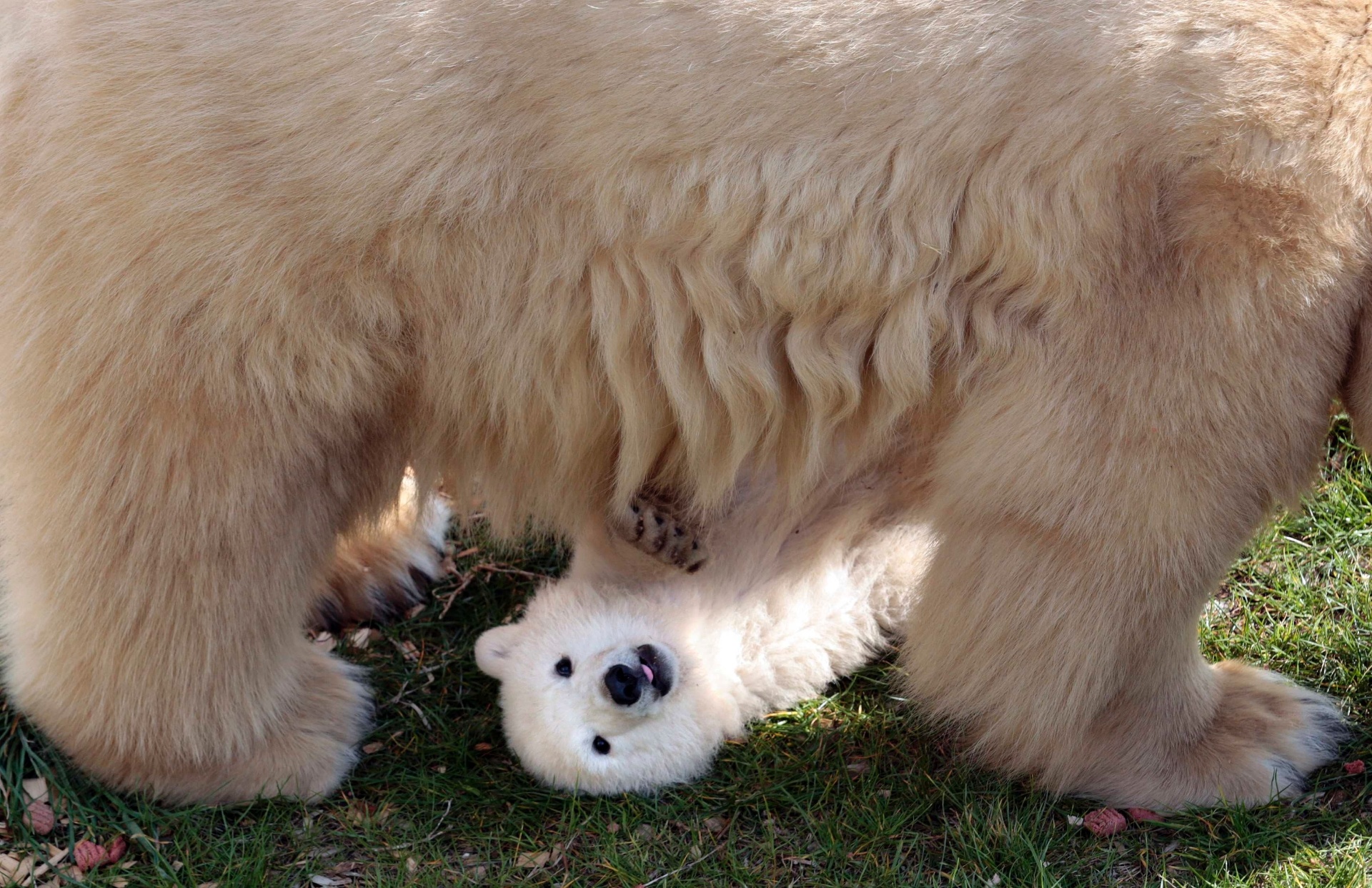 fotos filhote de urso polar dá show de fofura na frança 23 03 2015
