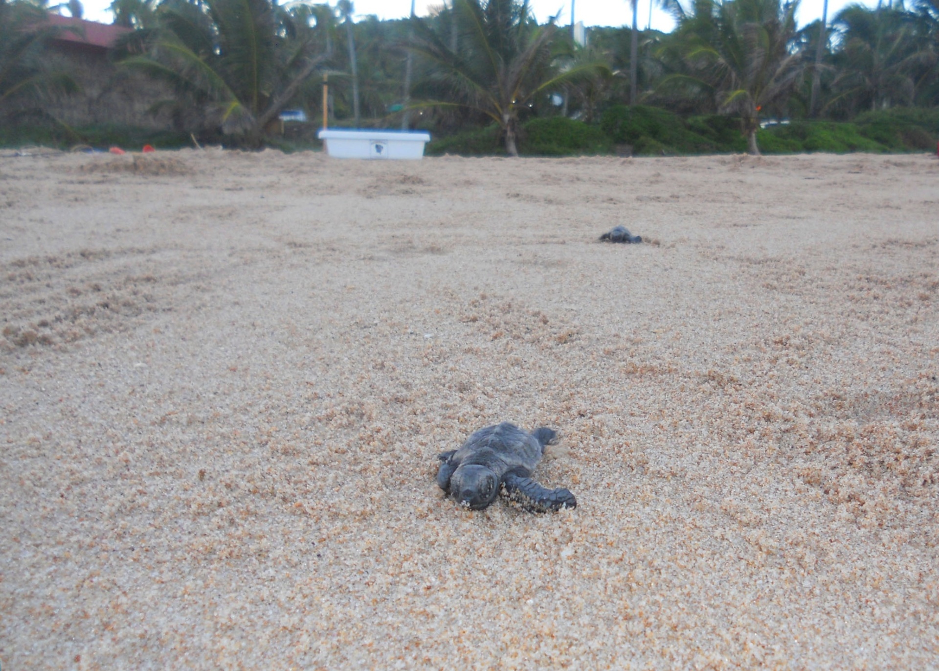 Tartarugas marinhas nascem no litoral de Maceió 13 04 2015 UOL Notícias