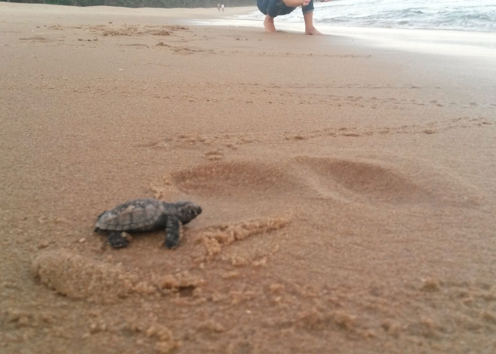 Fotos 60 tartarugas nascem em praia de Maceió 13 04 2015 UOL Notícias