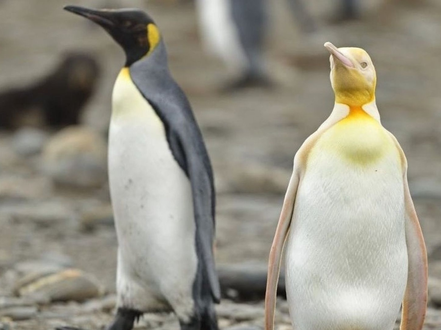 Jogo de Cozinha Ponto Cruz - Pinguim em Preto em Promoção na Americanas