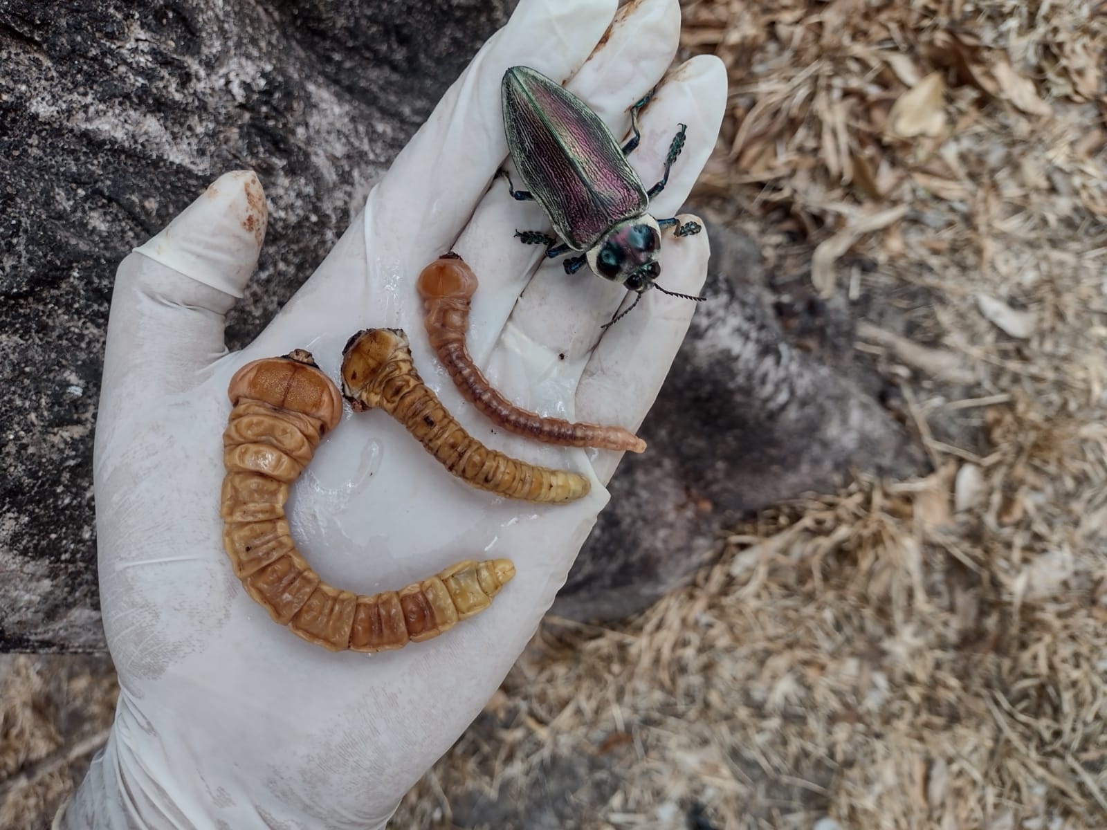 larvas de besouro escuro