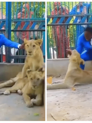 Homem interagindo com leões se diz 'pastor', mas é tratador de animais