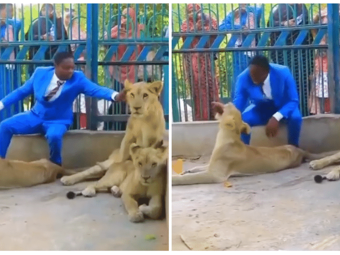 Homem interagindo com leões se diz 'pastor', mas é tratador de animais