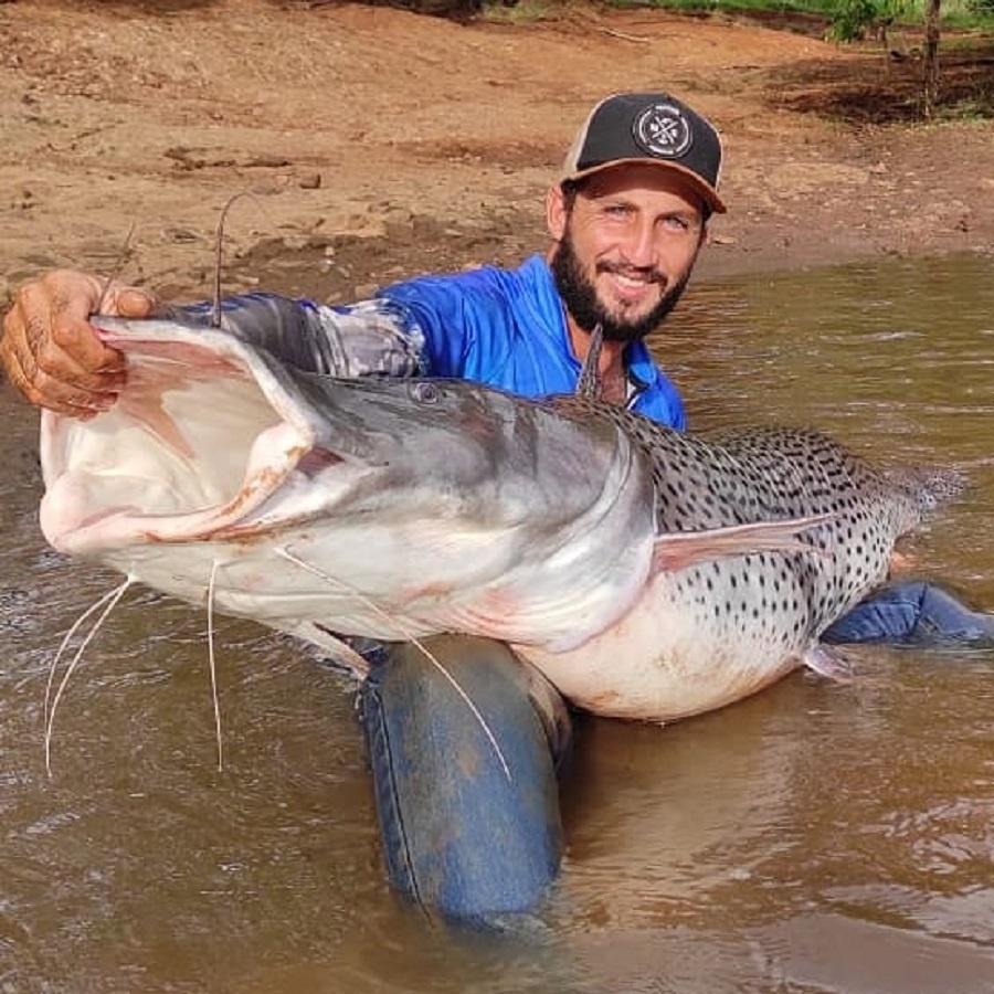 MS: Homem pesca pintado de 1,75 metro e mais de 60 kg; peixe foi solto