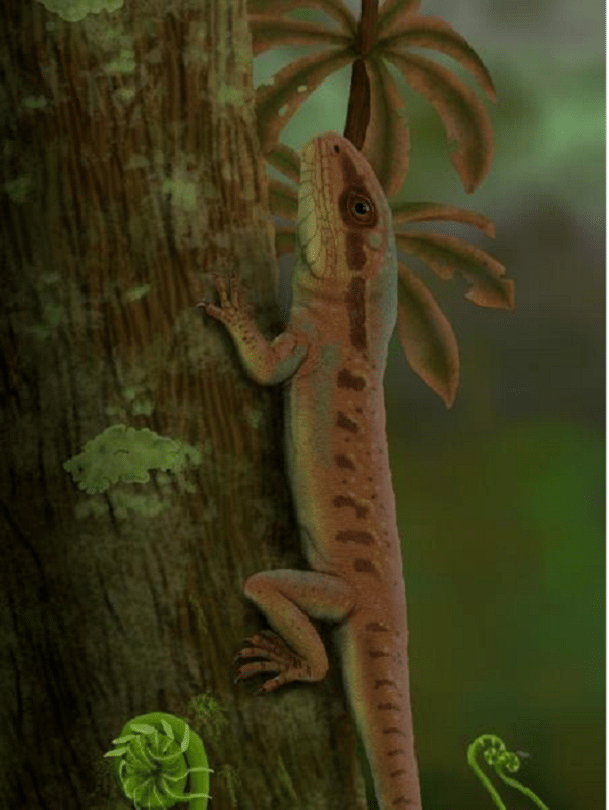 Pesquisadores do RS descobrem novas características de animal pré