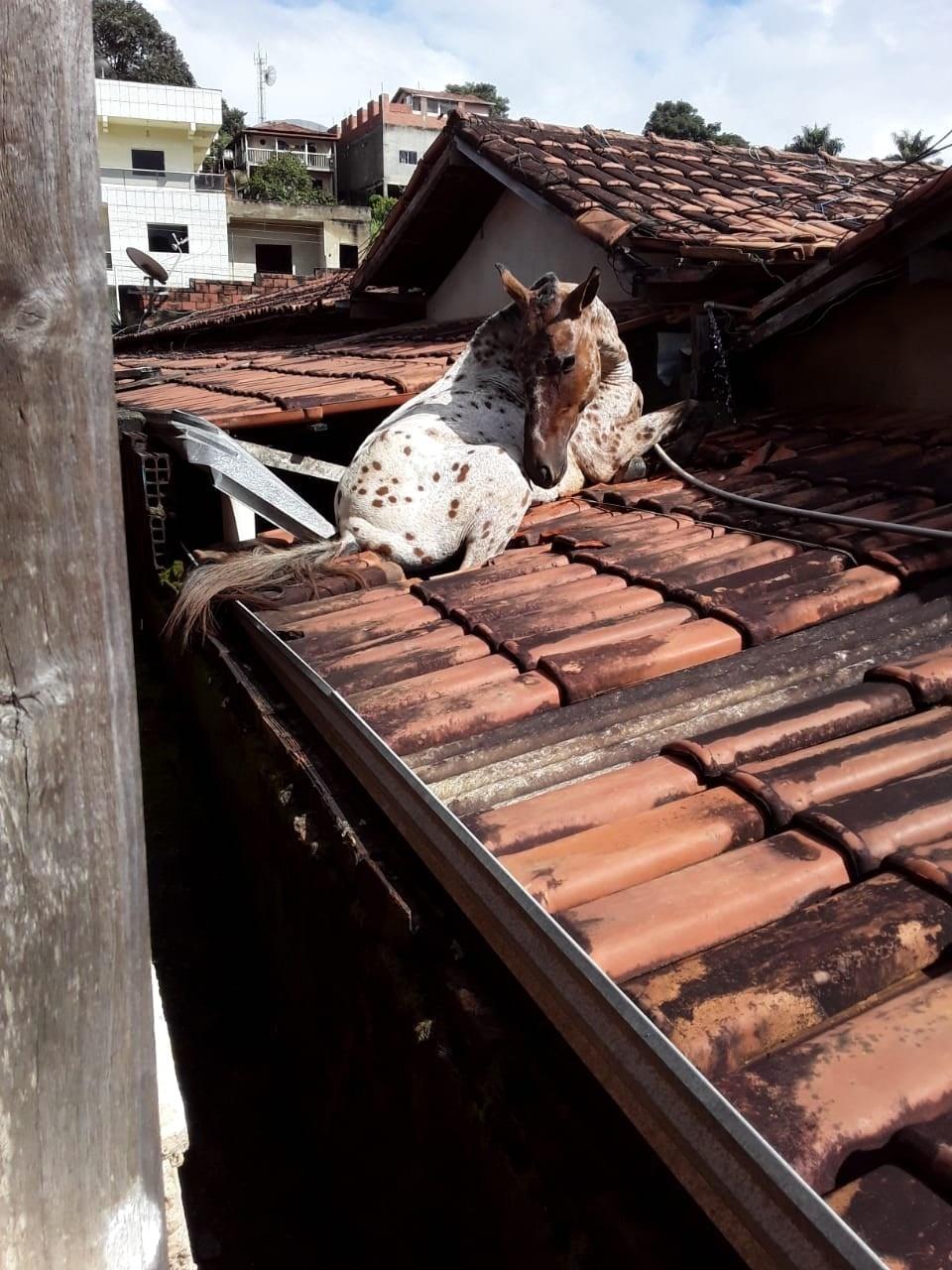 Cavalo cai de telhado e assusta família em Presidente Prudente - 06/05/2021  - Cotidiano - Folha