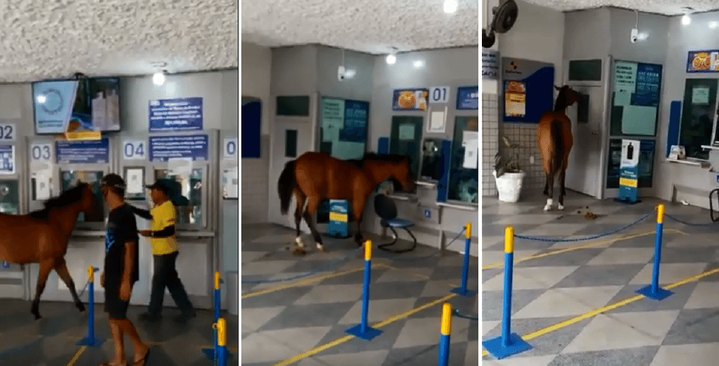 Cavalo invade lotérica, assusta clientes e vira piada na cidade de Cuité,  na PB; veja vídeo, Paraíba