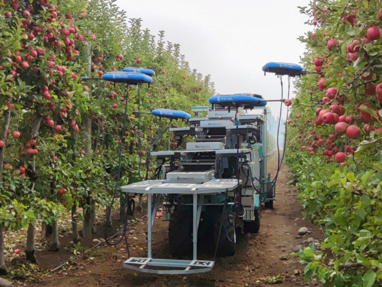 Sem trabalhadores, empresa cria drones com IA para colher frutas