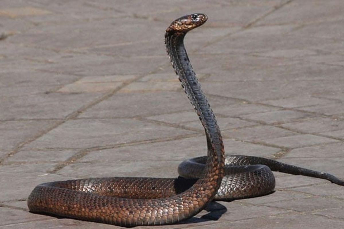 Cobras: qual é a origem desses animais?