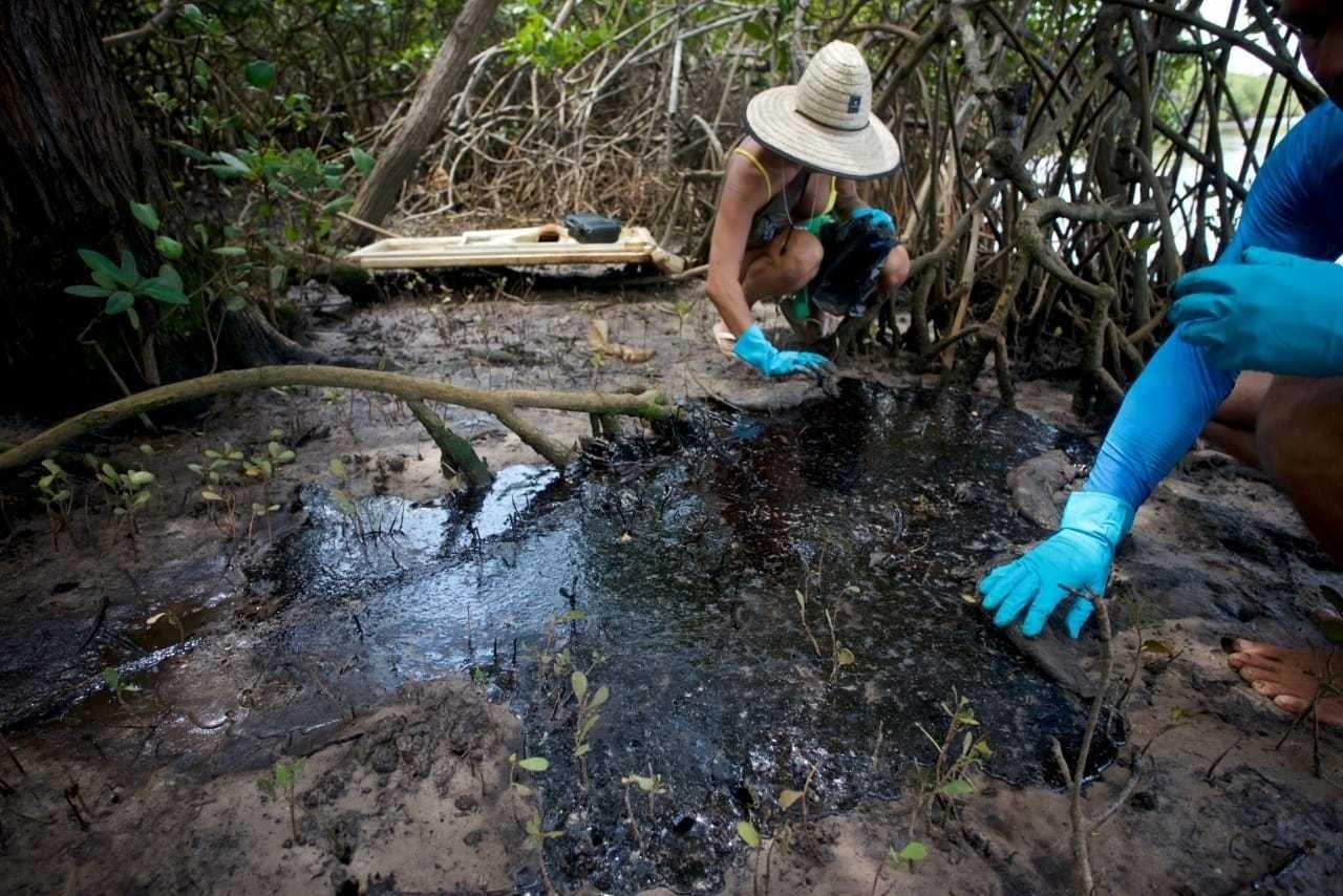 Óleo no Nordeste O que se sabe até agora sobre a contaminação das