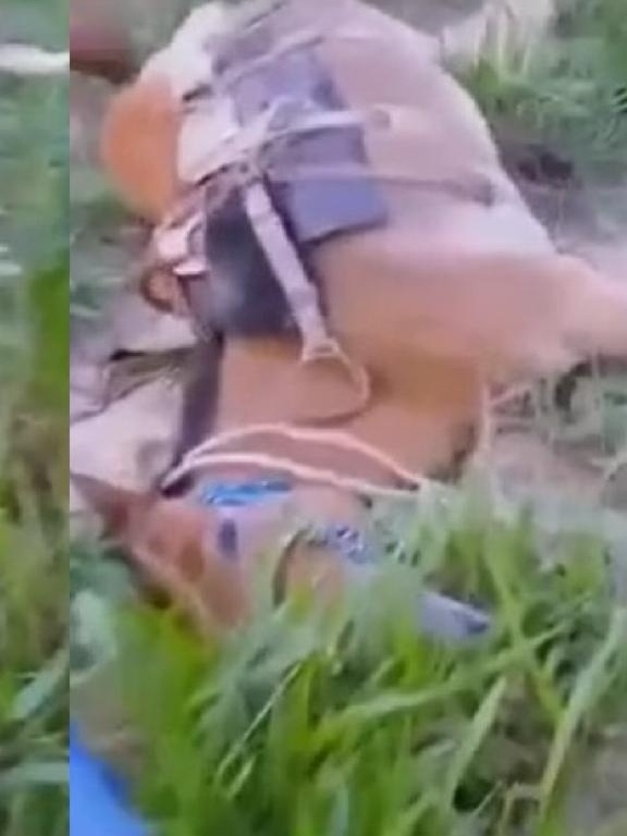 Raio mata cavalos em Salmourão - - Notícia - Ocnet