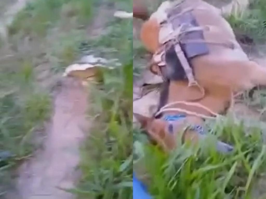 Homem que atirou em cavalo e gravou vídeo é do ES e está sendo procurado  pela polícia de Ecoporanga