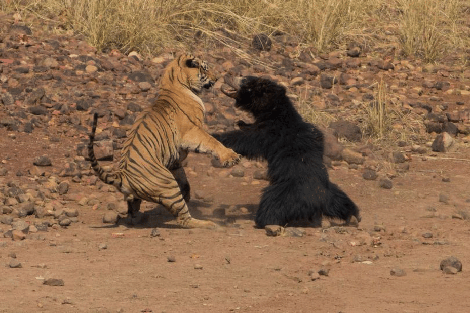 A força do Tigre no Majestoso, TN Sul