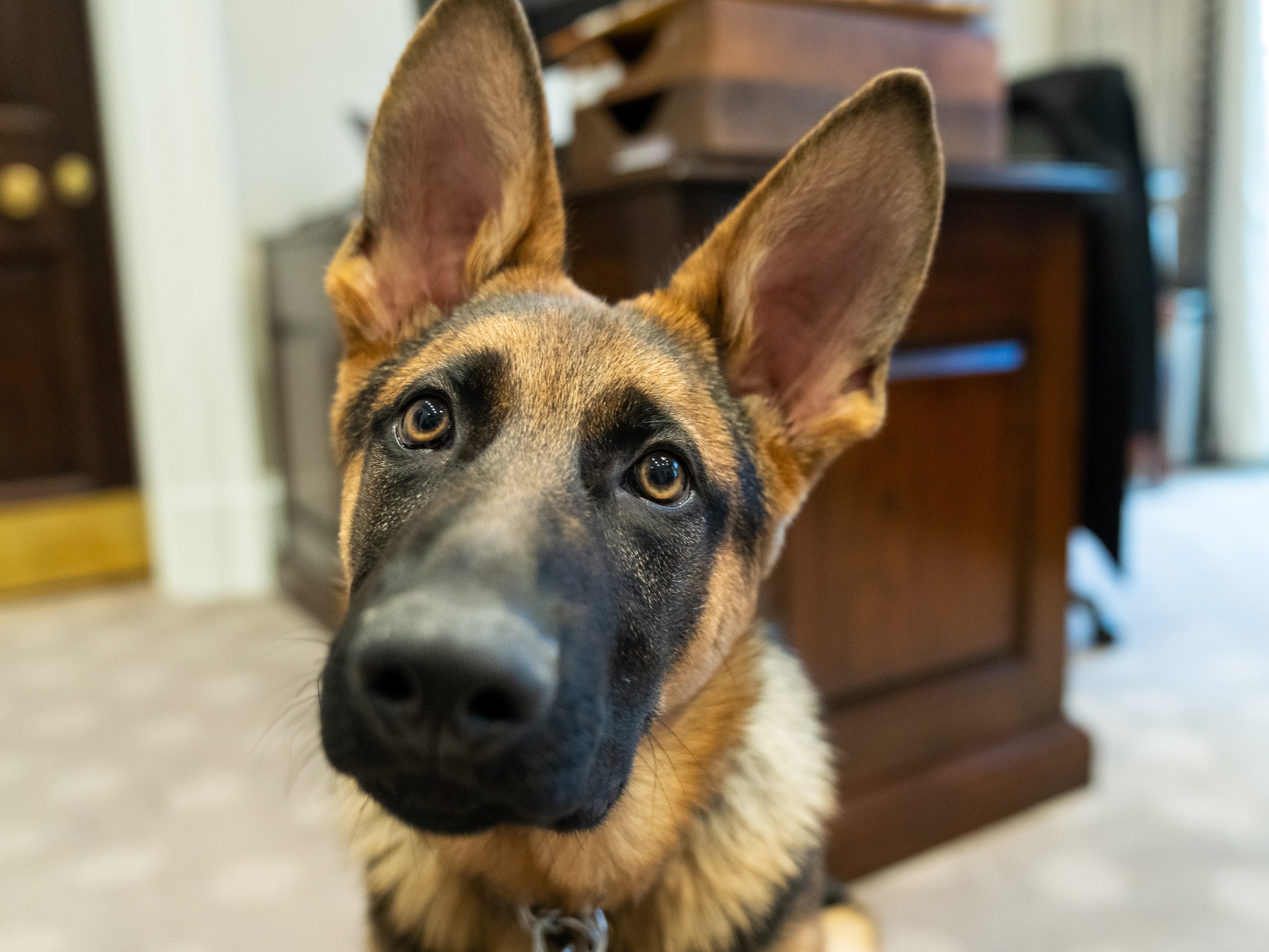 Conheça Commander, novo cachorro pastor alemão de Joe Biden