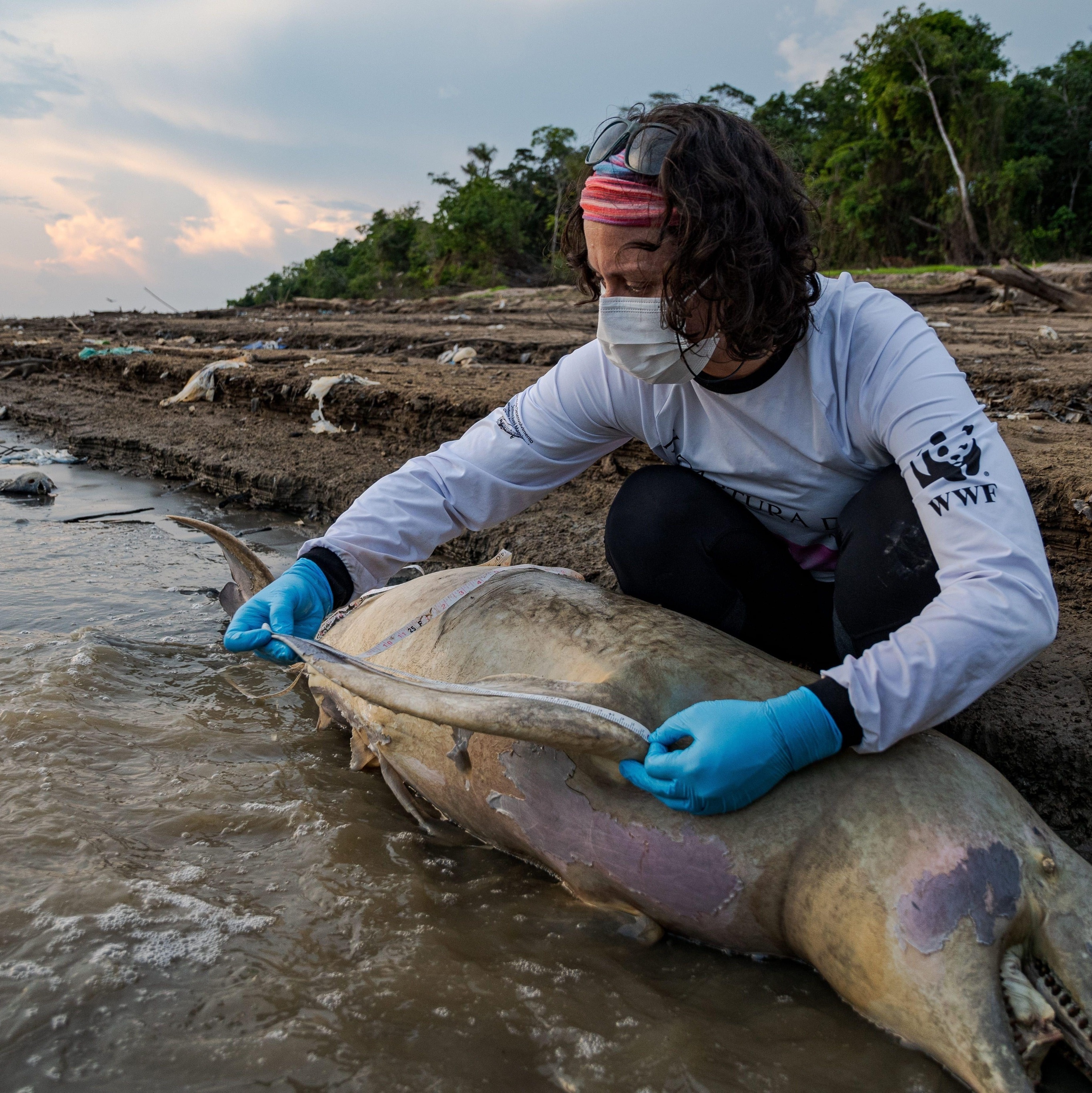 Em meio à seca no Amazonas, pesquisadores encontram 70 botos mortos