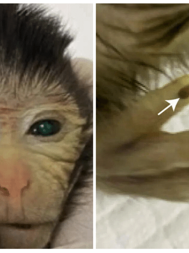 Nasce o primeiro macaco com células estaminais embrionárias de