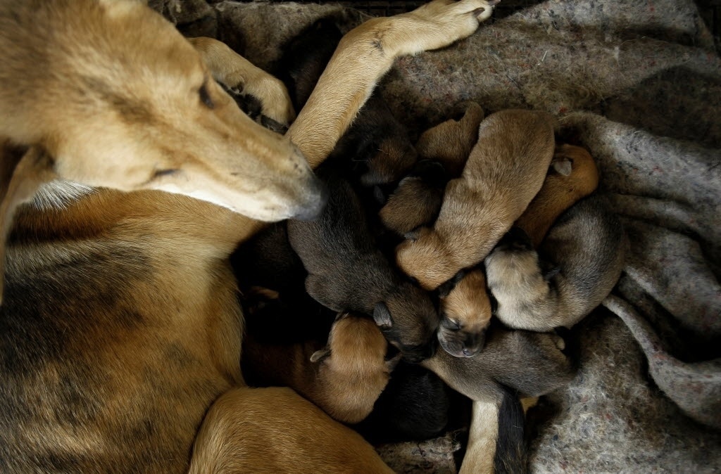 Fotos O abrigo mais feliz do mundo 750 cães de rua vivem em santuário