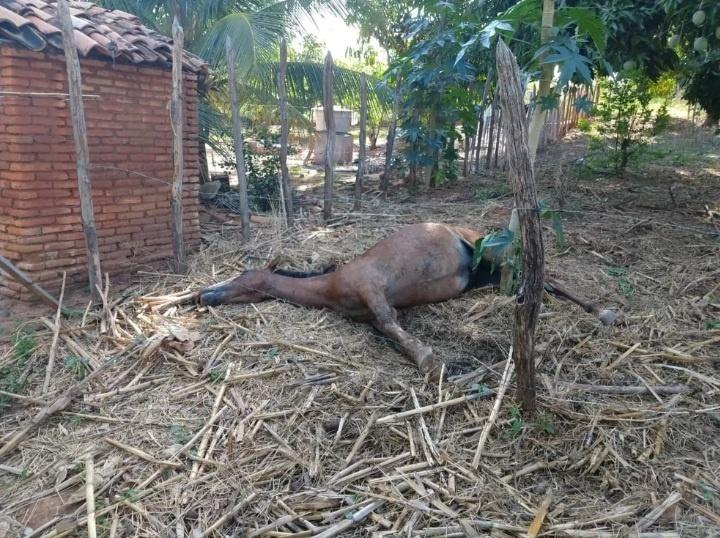 Homem que matou cavalo com tiro na cabeça morre esfaqueado - BAHIA