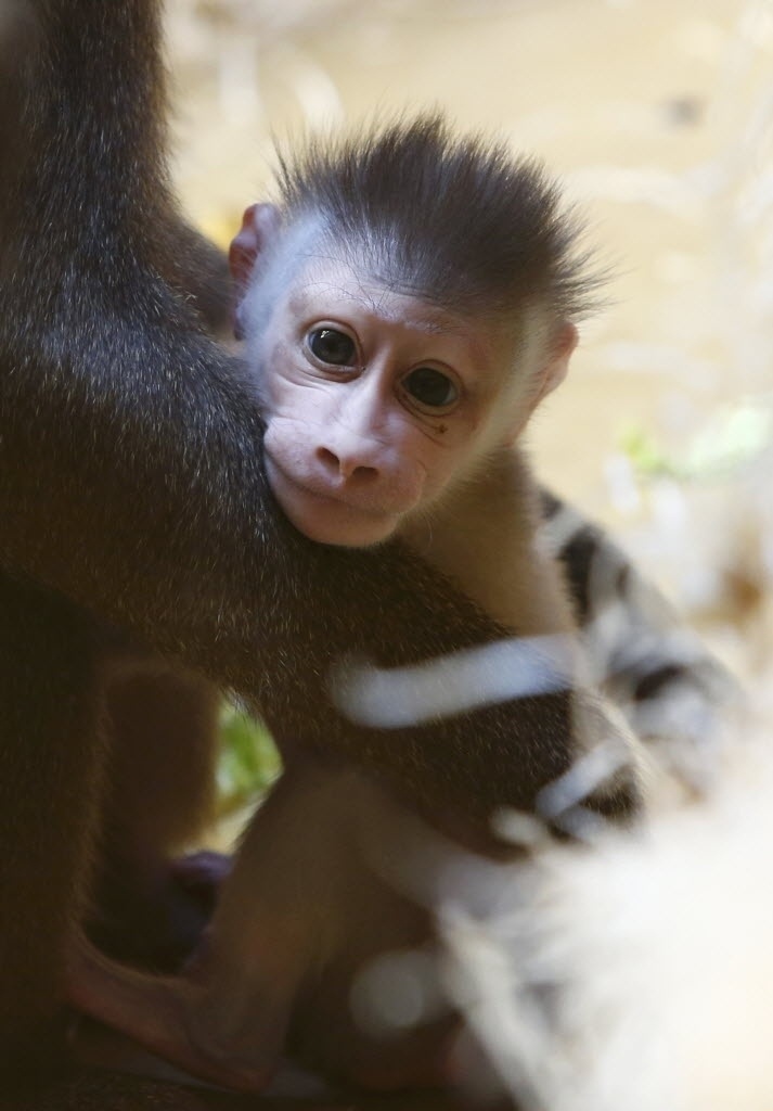 Fotos: Mãe acompanha primeiros dias de filhote de macaco em zoológico ...