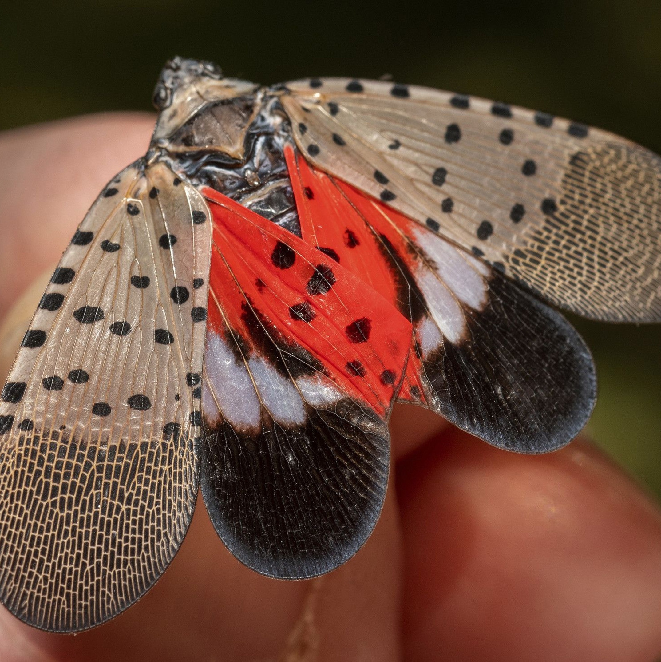 São como vampiros: da tromba ao cocô, por que inseto bonitinho alerta os  EUA
