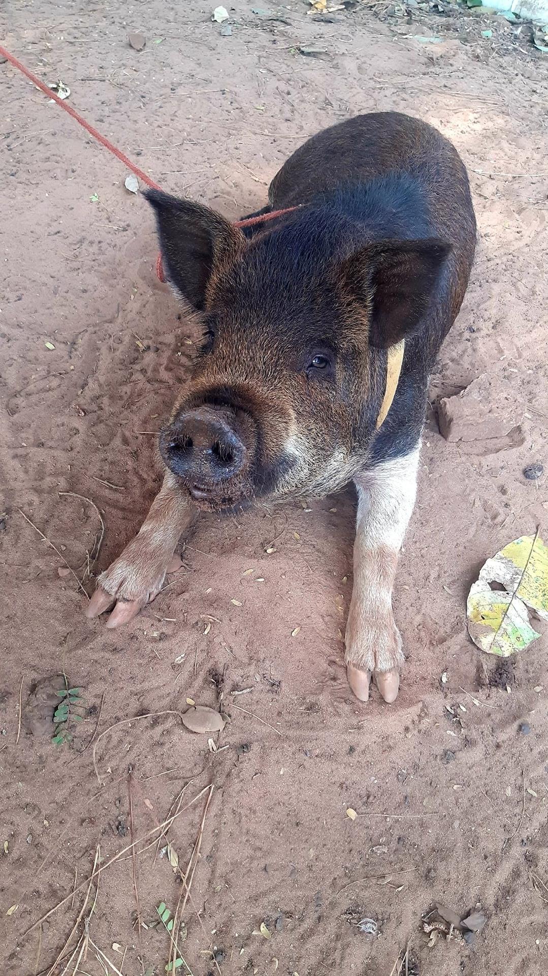 Família proibida de domesticar porco se muda para criá-lo Sofremos foto