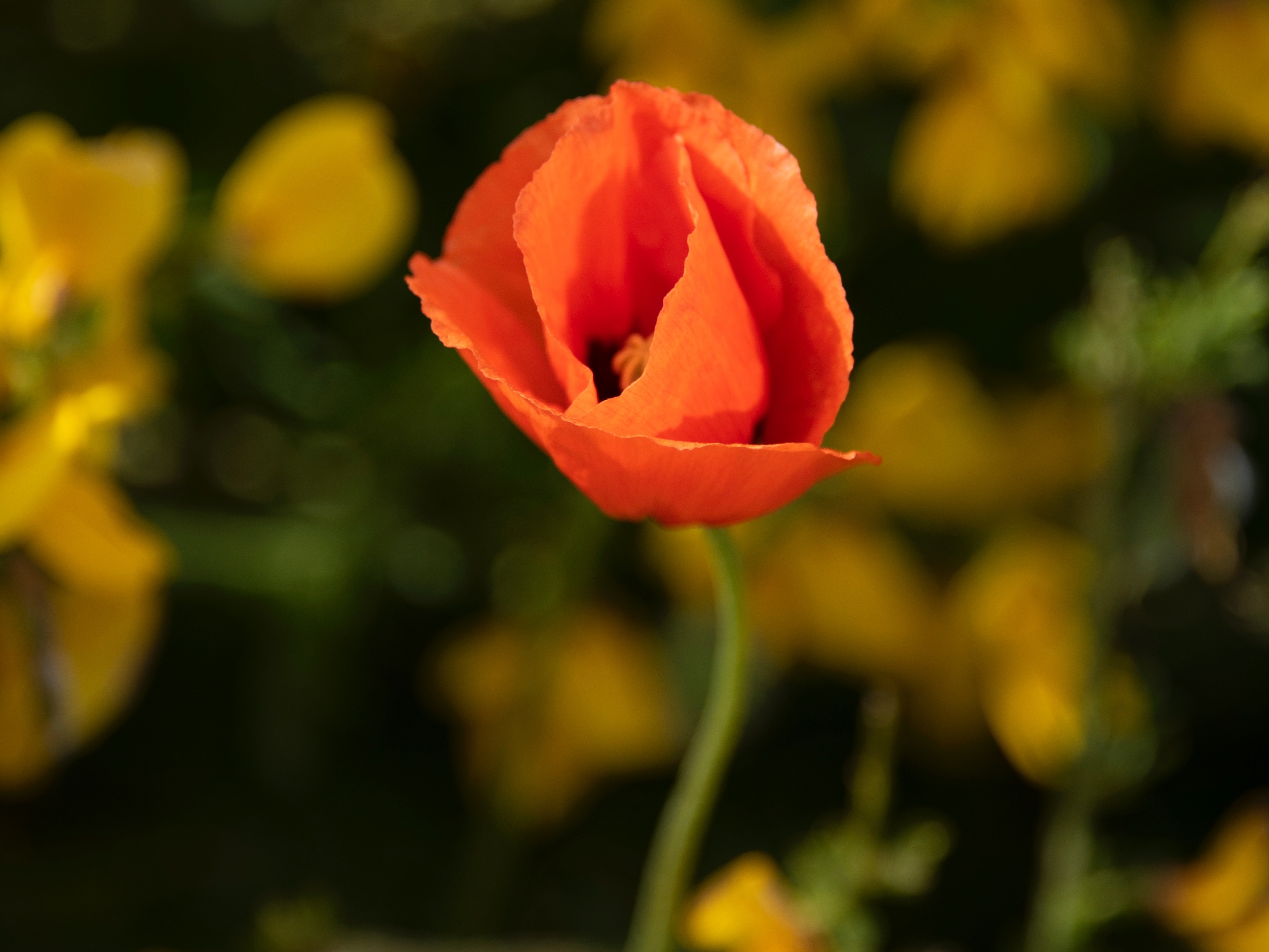 Início, Flores da Alma