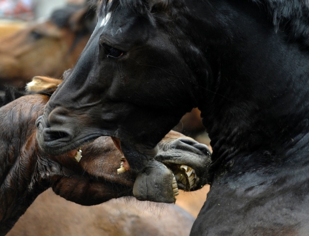 Após denúncia de maus-tratos, cavalo é encontrado com patas