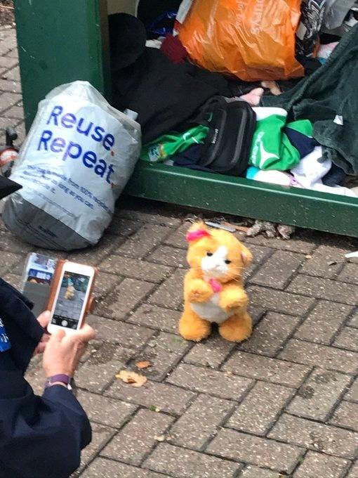 Vídeo: conheça gato com dois narizes resgatado na Inglaterra