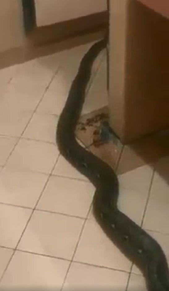 Cobra gigante despenca de teto e provoca terror em restaurante