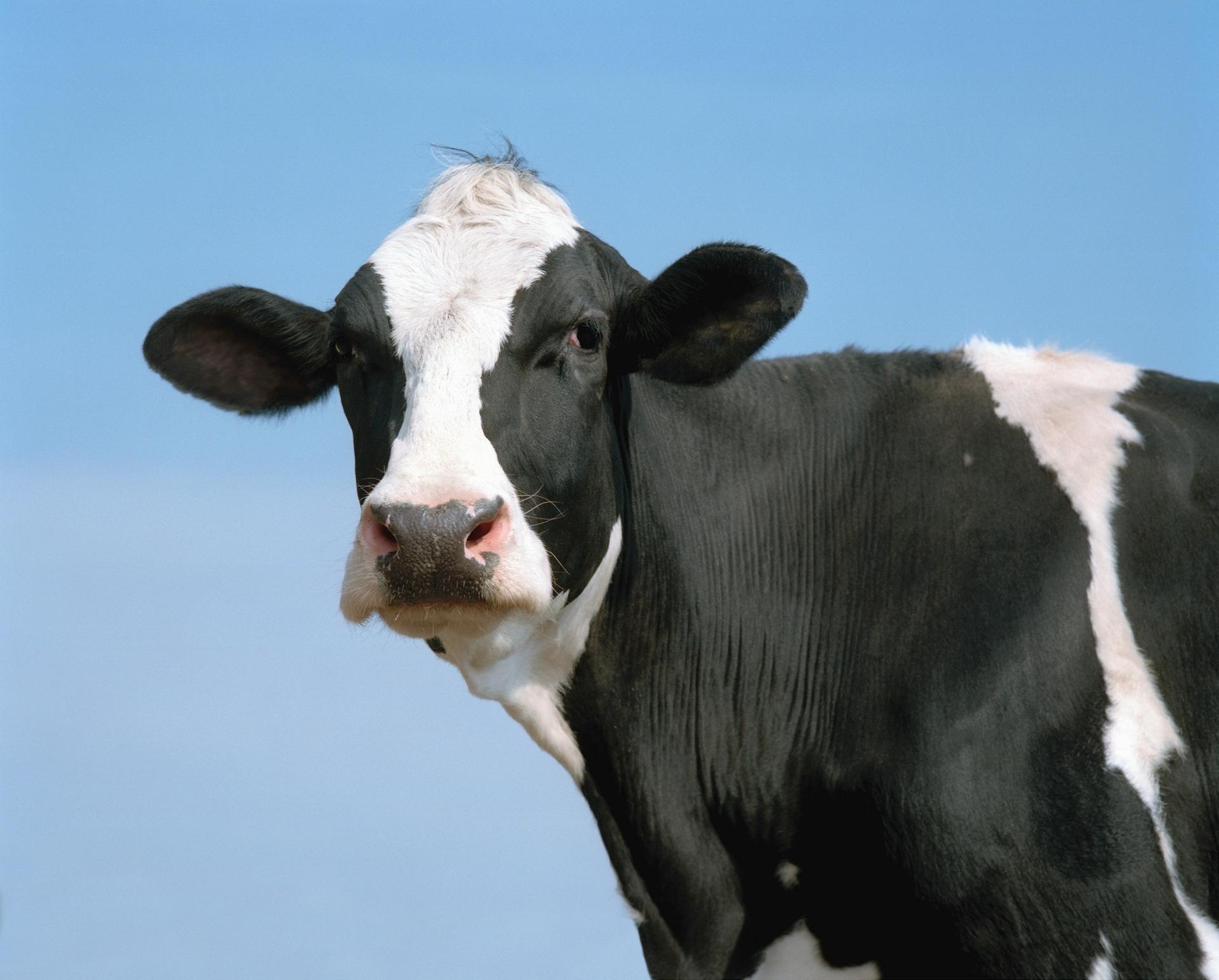 Suspeita de vaca louca em Minas afeta mercado da carne no país : r/brasil