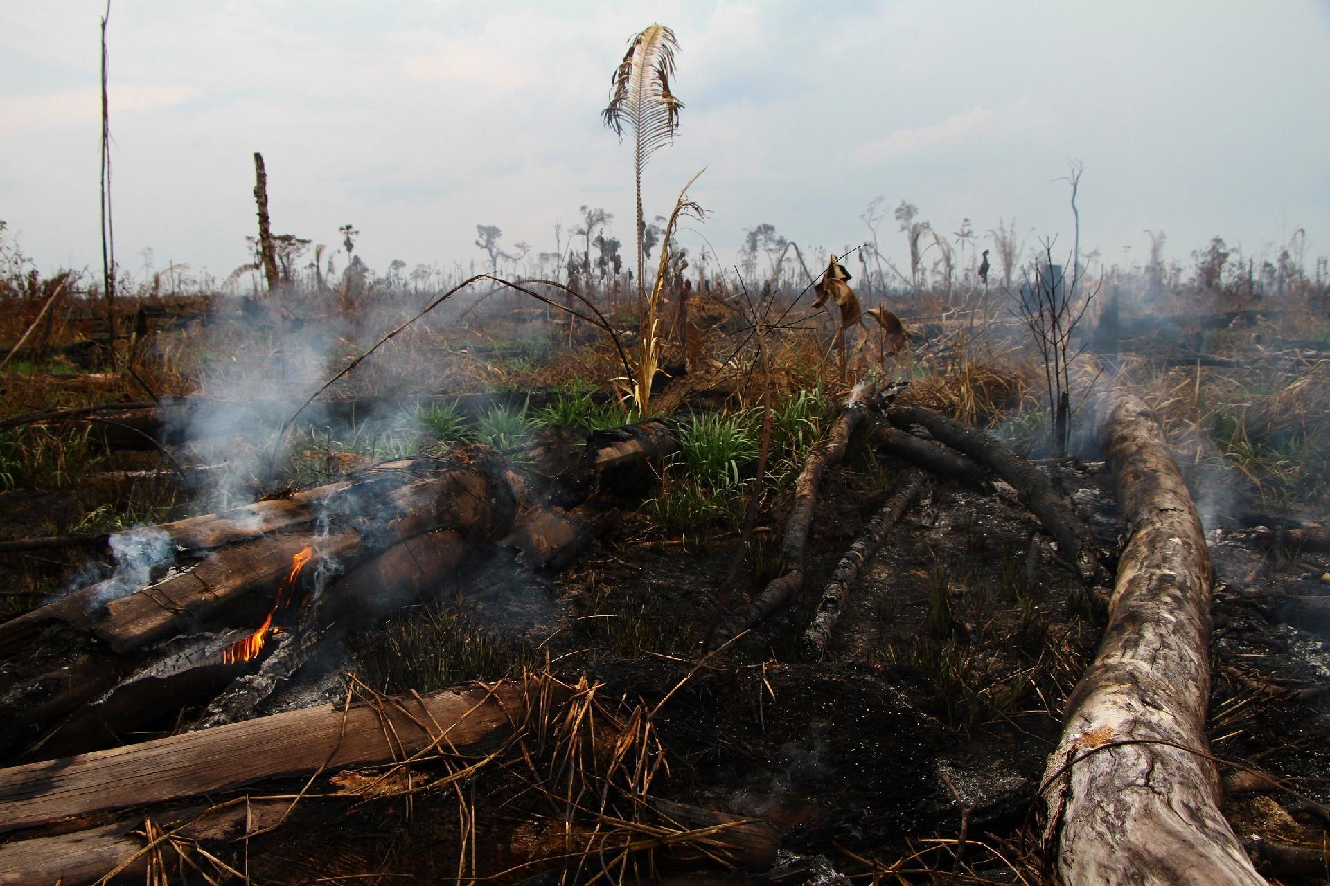 Fotos: Do Negacionismo à Destruição: As Imagens De Meio Ambiente Em ...