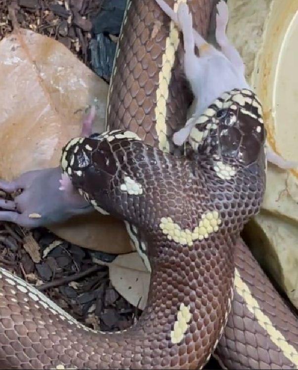 Foto de rato gigante vilariza e causa terror na internet, Curiosidades