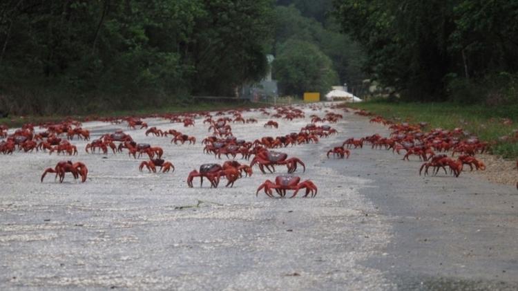 Caranguejos invadem ruas aos milhões em fenômeno anual veja