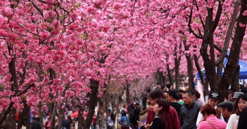 Resultado de imagem para cerejeira em Kunming