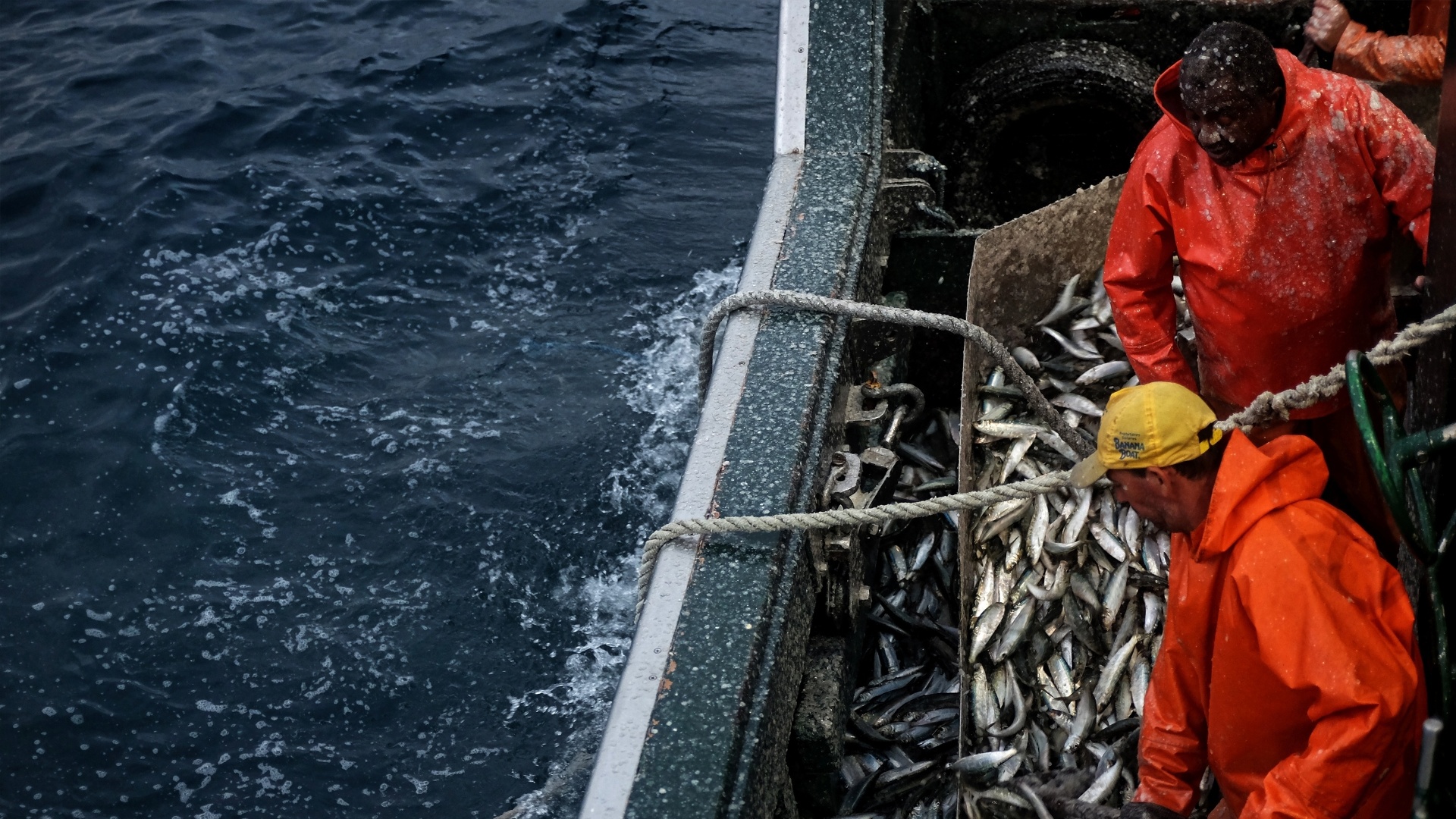 Veja Como é A Pesca De Sardinha Em Sc Que Domina 90 Da Produção No País 15112016 Uol 0201