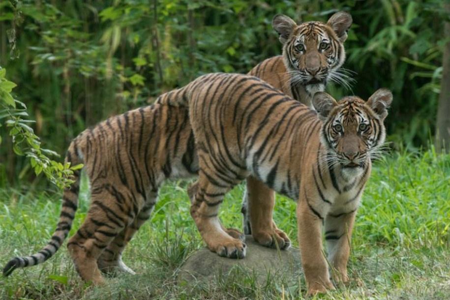 Tigre: Todas info, notícias e resultados