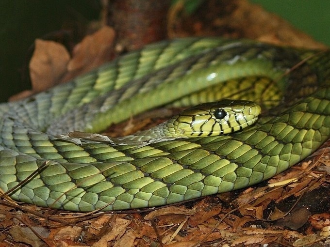 Mamba Azul: Características, Fotos e Nome Científico