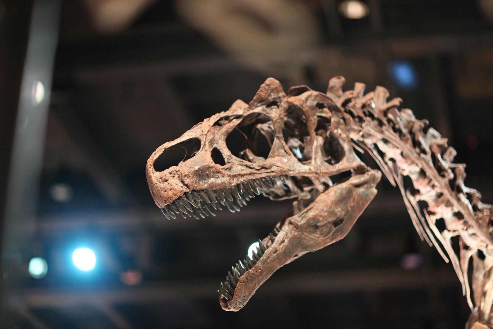 T Rex Dinossauro Esqueleto - Imagens grátis no Pixabay - Pixabay
