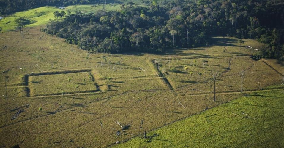 Pragas do campo: A Mata Cavalo – Agro Floresta Amazônia