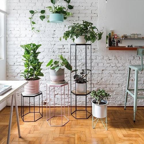 Decoração com plantas: como montar uma urban jungle?