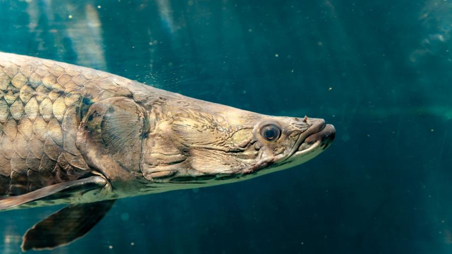 Peixe é uma das espécies simbólicas da Amazônia e, no lago de praça de Belém, servia como atração turística - Getty Images/iStockphoto