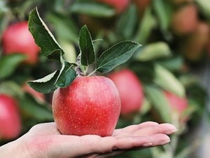 Malus sieversii é considerada a mãe da maçã que conhecemos - BBC - BBC