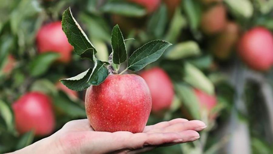 Malus sieversii é considerada a mãe da maçã que conhecemos - BBC