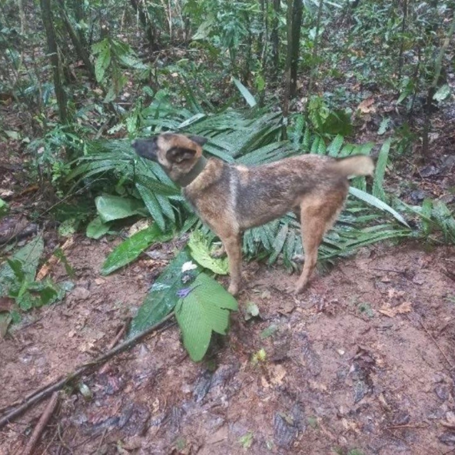 Homem transa com cachorra